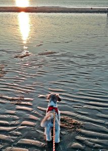 Hund am Meer beim Sonnenuntergang